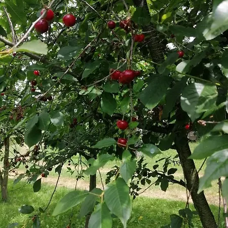 Agroturystyka U Podnoza Gor Sowich Peterswaldau Exterior foto